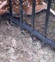 Men Save Fawn Stuck in Metal Fence