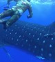 Watch As Massive Whale Shark Crashes Into Diver