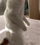 Kitten Standing on Two Legs After Hearing Strange Noise