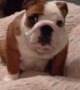 Excited Bulldog Puppy Absolutely Loves His New Bed