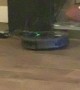 Smart Dog Turns off Roomba