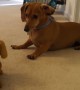 Dachshund Dog's Priceless Reaction To Meeting Look-Alike