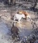 Inquisitive Dogs Have Close Encounter With Wild Deer