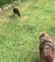 Bush Turkey Wants to Walk His Doggy Friend
