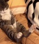 Cute Kitten Sleeping in Silly Position