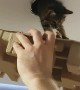 Kitty Gets Back into House Through Ventilation Duct
