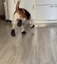 Beagle Is Still Getting Used to New Booties