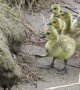 Family of Goslings Work to Climb Small River Bank