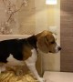 Smart Dog Switches off Lights