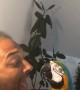 Macaw and Man Have a Screaming Competition