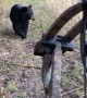 Bear Spooked By Bow Hunter