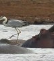 Heron Bravely Balances On The Back Of A Hippo