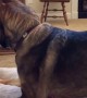 German Shepherd Isn\'t Happy About Cat Stealing His Bed