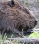 Close-Up Footage of Beavers Eating in a Pond