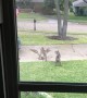 Bobcats Battle Over Territory in Front Yard
