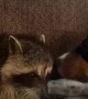Raccoon and Doggy Enjoy Unlikely Friendship