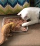Cat Helps Bearded Dragon Eat Breakfast