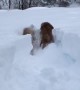 Determined Dogs Won\'t Let Massive Snow Fall Ruin Their Day