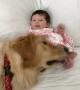 Golden Retriever Is So Happy To Meet Newborn Baby