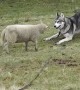 Excited Lamb Enjoys Playtime With Husky Friend