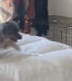 Australian Shepherd Puppy Practices His Jumps