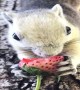 Happy Tree Squirrels Munch on Fruit