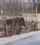 Moose Family Confused By New Military Fence