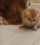 Cavalier King Charles Spaniel Looks After Kittens