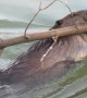 Beaver Offers a Man a Gift