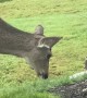 Cat and Deer Almost Kiss