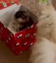 Dog Receives a Puppy as a Gift