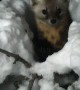 Curious Newfoundland Pine Marten Pup