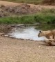 Gazelle Amazingly Outmaneuver A Charging Lion