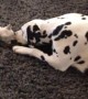 Adorable Kitten Just Wants To Play With This Dalmatian