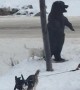 Dogs Drag Snowboarder Across the Street