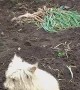 Country Dog Loves Being Covered  in Soil