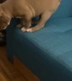 Puppy Takes His First Big Jump off The Couch