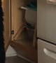 Odd Kitty Loves Opening Cabinets