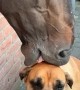 Horse Has a Nibble on Dog's Head