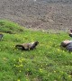 Family of Hoary Marmots Use Sweat as a Salt Lick