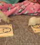 Rats Show off Their Basketball Skills