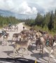 Herd of Reindeer Take Over the Road and Block Traffic