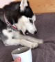 Husky Has Vocal Reaction to Cup of Tea