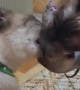 Siamese Sibling Cats Tug-of-War Over Live Mouse