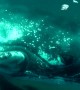 Whale Smashes Massive Fin Into Scuba Diver\'s Camera
