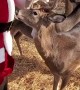 Santa Chooses Some Deer as Backup to Pull His Sleigh