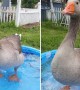 Goose Does a Happy Dance Whenever Best Friend Arrives