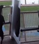 Dog Has Hilarious Way Of Jumping When He Feels Excited