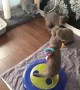 Kittens adorably play with their toys