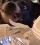 Goofy Dog Growls Over Food